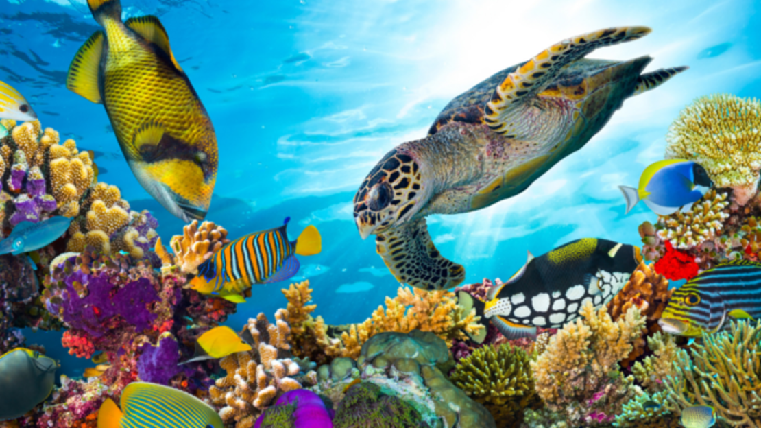 Foto: Unterwasserfoto von Korallen und Fischen