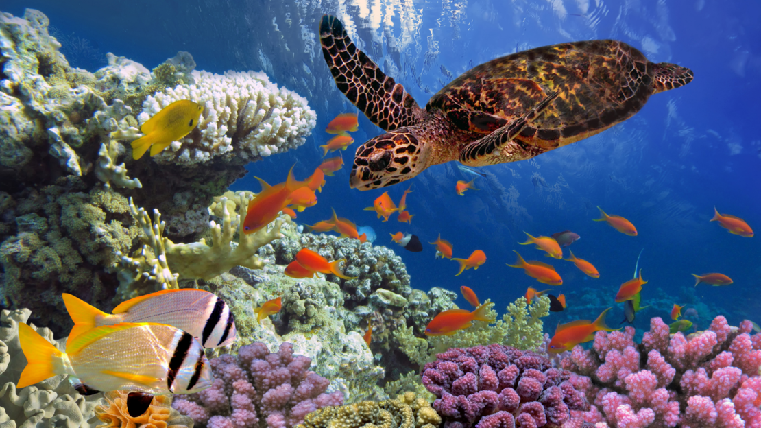 Foto: Unterwasserfoto von Korallen und Fischen